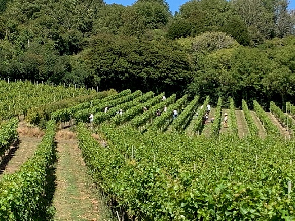 Adgestone vineyard
